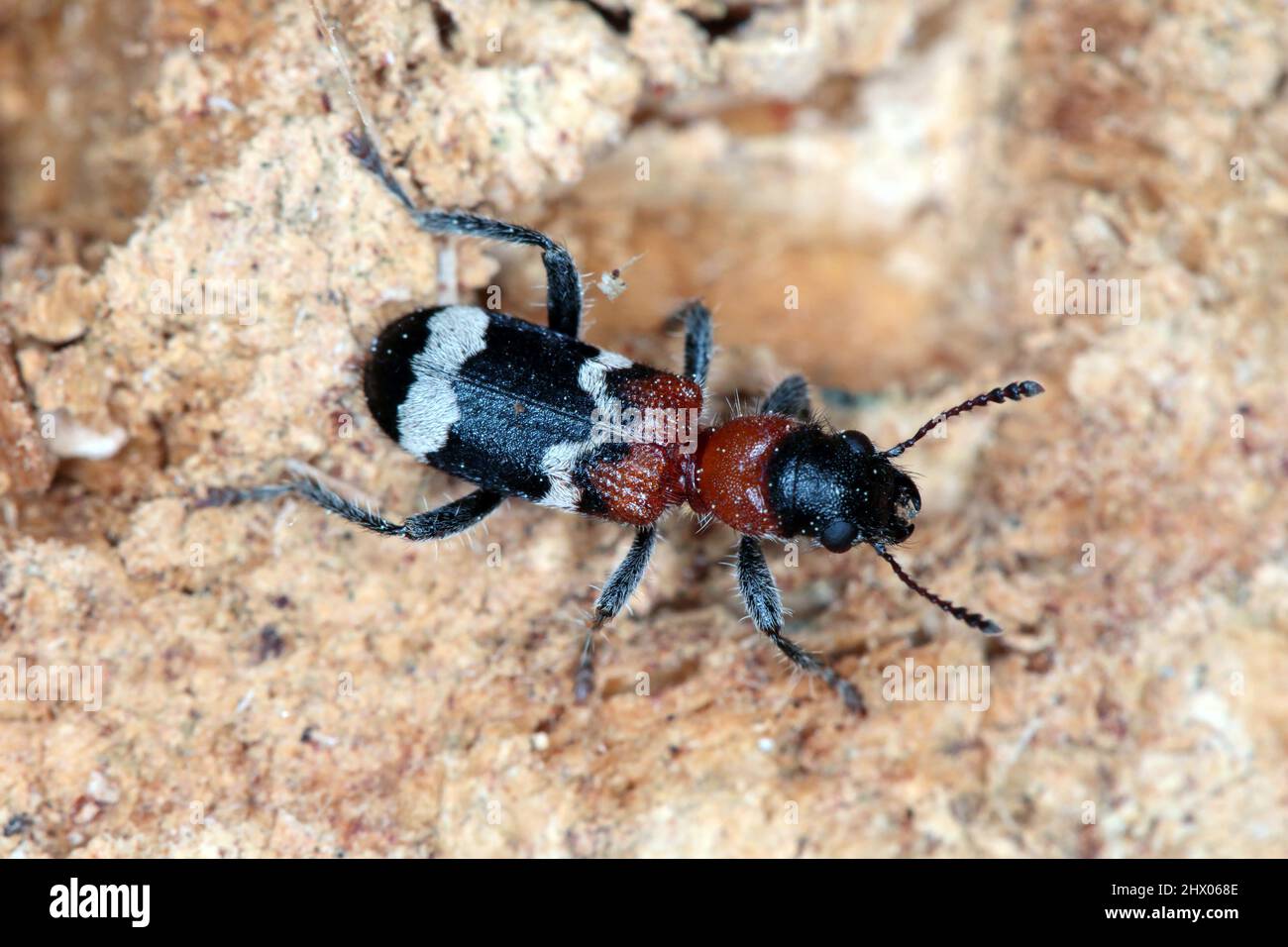 The ant beetle - Thanasimus formicarius, also known as the European red-bellied clerid Stock Photo