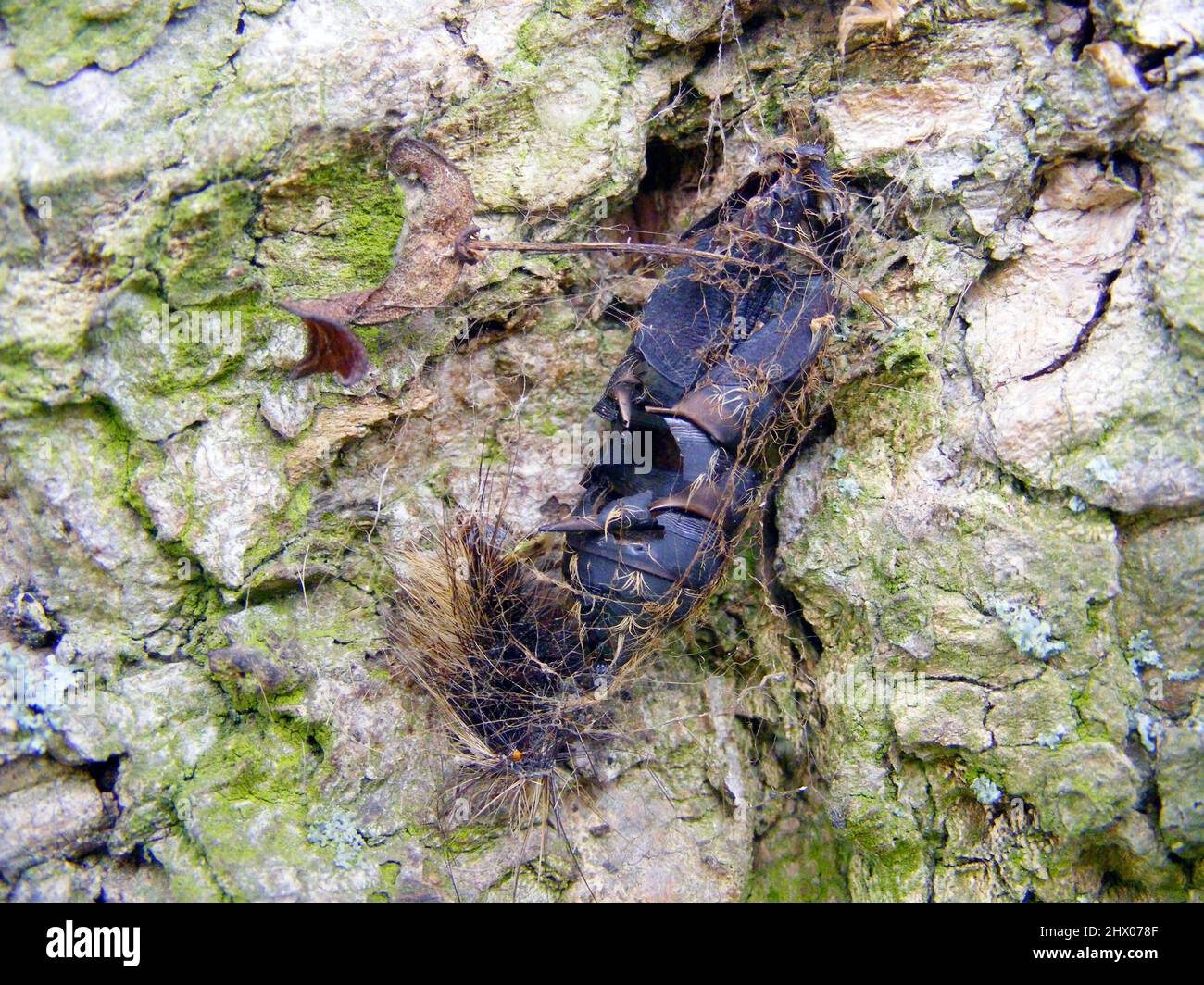 Pupal exam of the gypsy moth (Lymantria dispar) on tree bark. Stock Photo