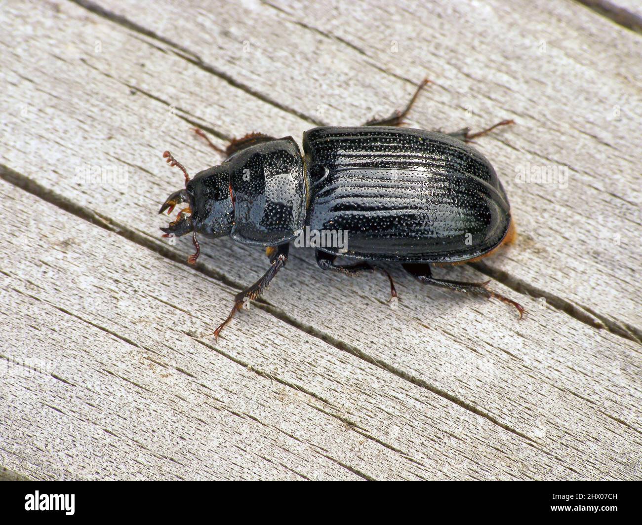 The female of a rare stag beetle Ceruchus chrysomelinus, a criticaly endangered beetle occurring in European virgin and old growth forests. Stock Photo