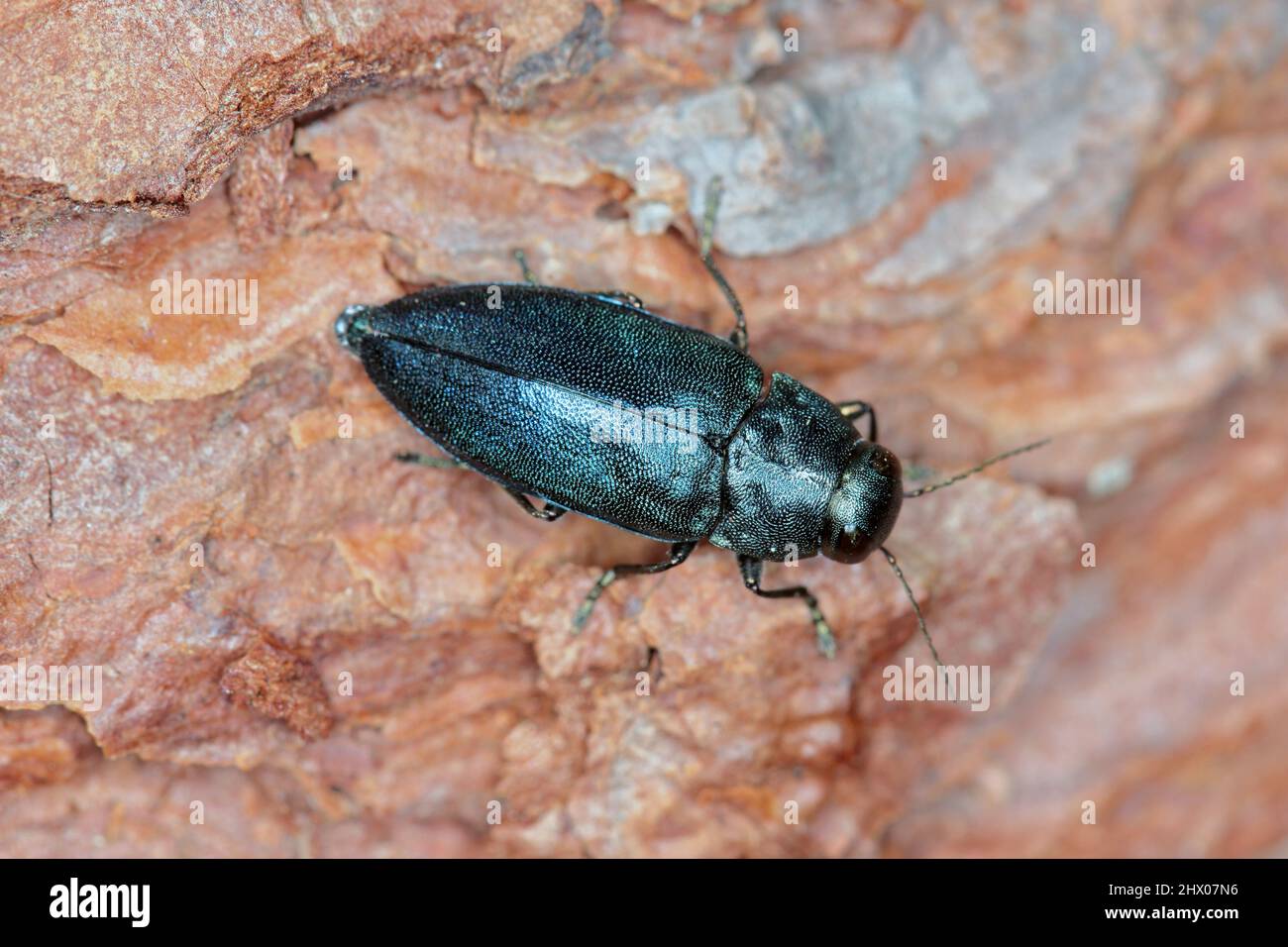 Steelblue jewel beetle Phaenops cyanea on pine bark. It is a pest of pines from the family Buprestidae known as jewel beetles or metallic wood-boring Stock Photo