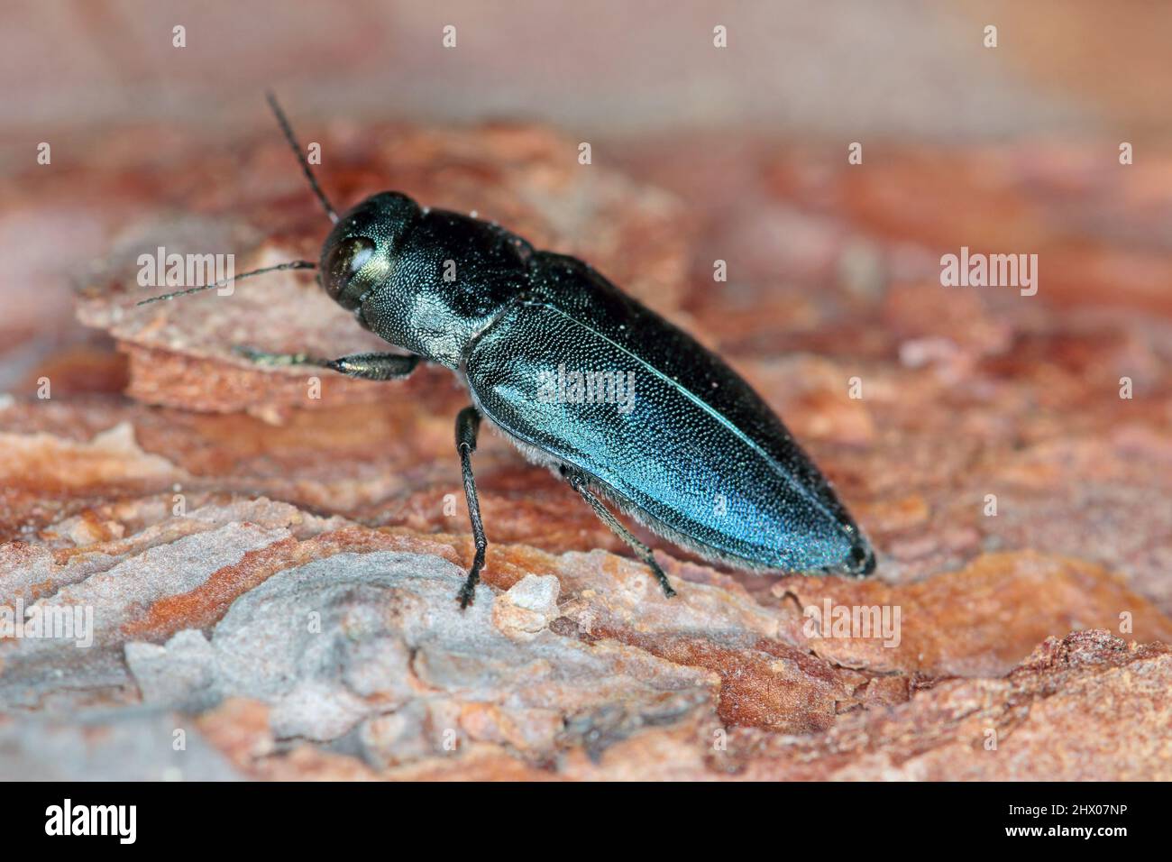 Steelblue jewel beetle Phaenops cyanea on pine bark. It is a pest of pines from the family Buprestidae known as jewel beetles or metallic wood-boring Stock Photo