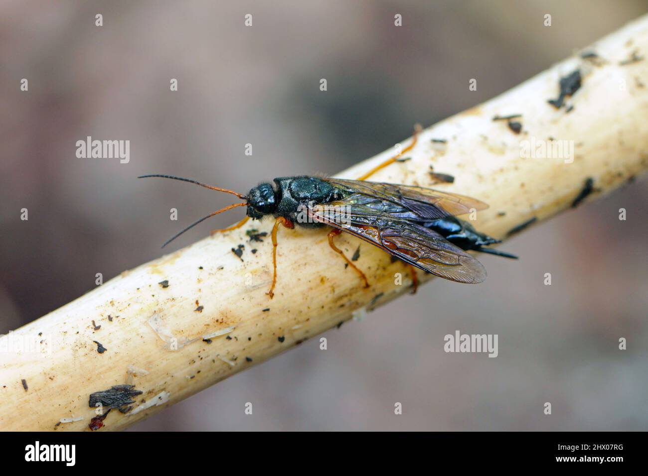 Horntail or wood wasp Sirex juvencus on the spruce branch. Stock Photo