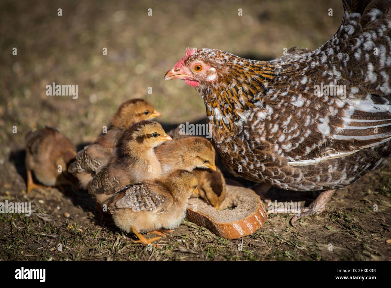 Chicken family, chicken mother and her hatchlings from the endangered