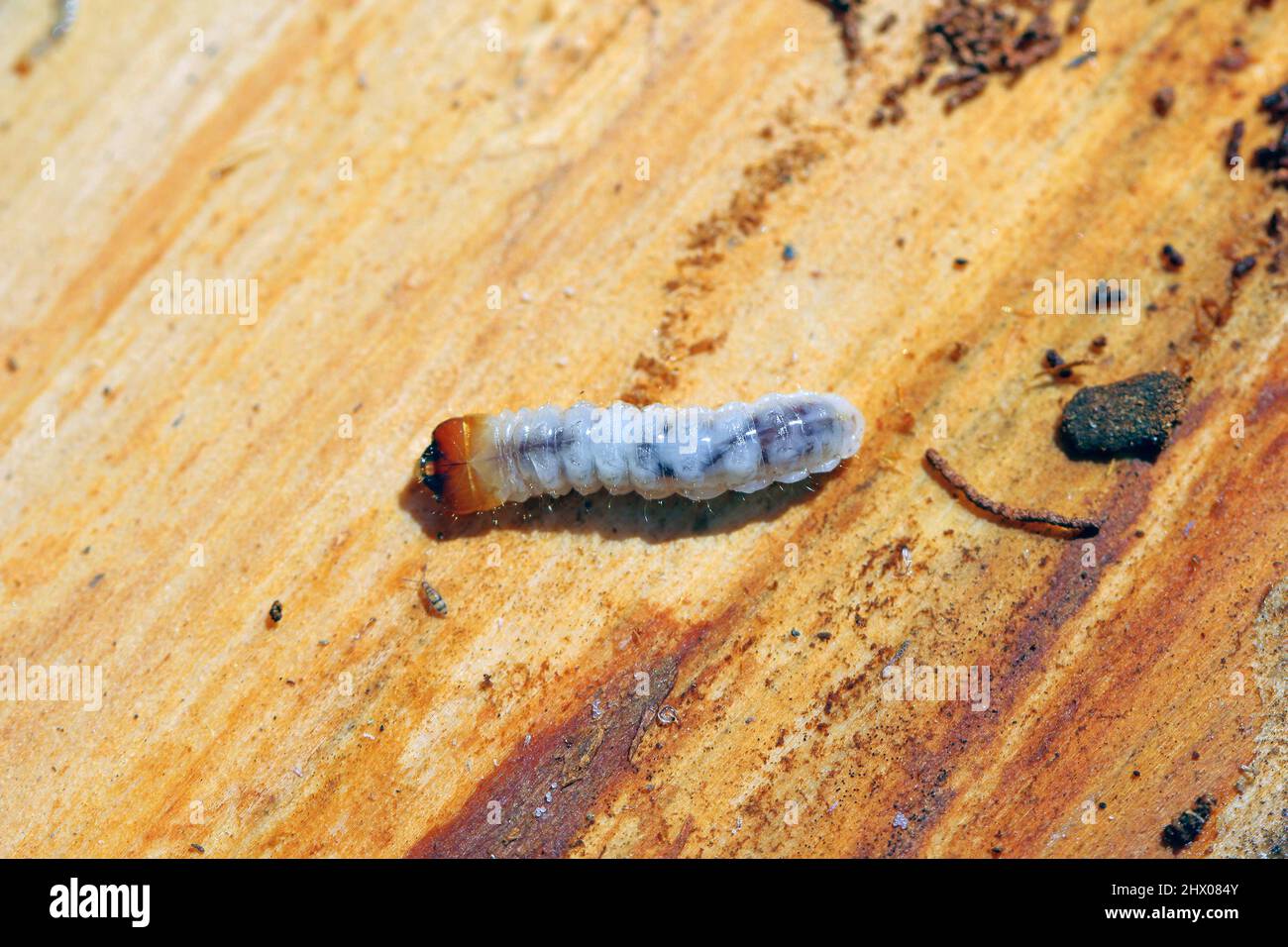 Larva of the beetle from family Cerambycidae (longhorn beetles). Stock Photo
