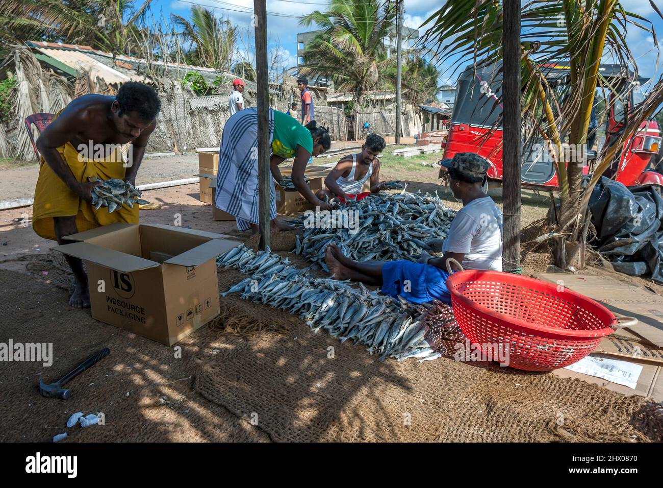A Sri Lankan fishing family sort and pack dried sardine fish on Negombo