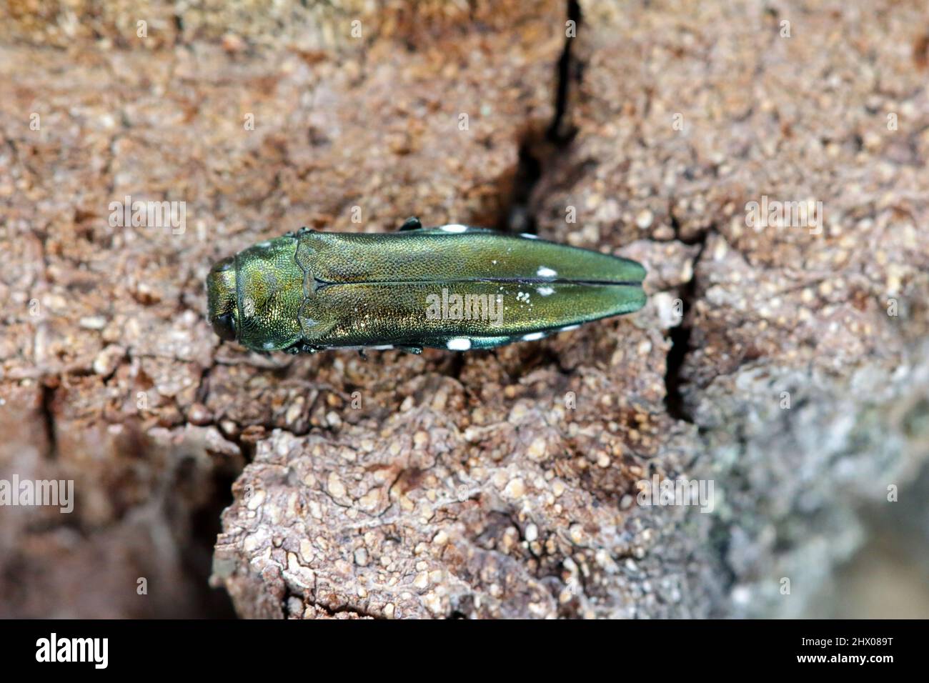 Oak splendour beetle, also known as the oak buprestid beetle or two