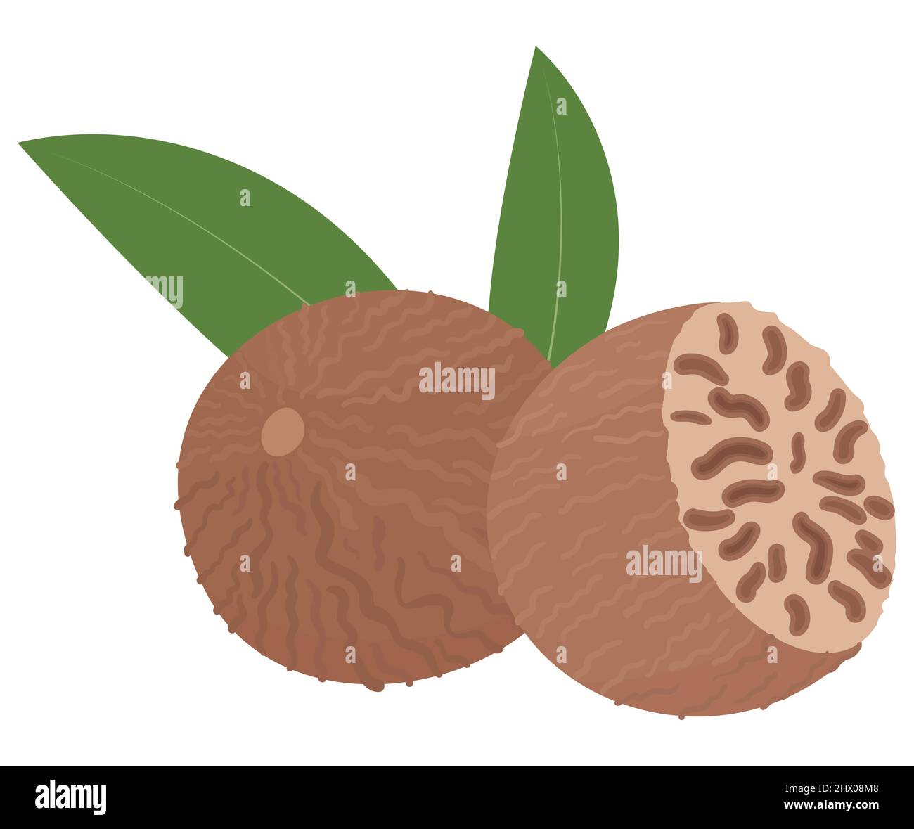 Nutmeg isolated on white background. Whole and half spice nut cartoon