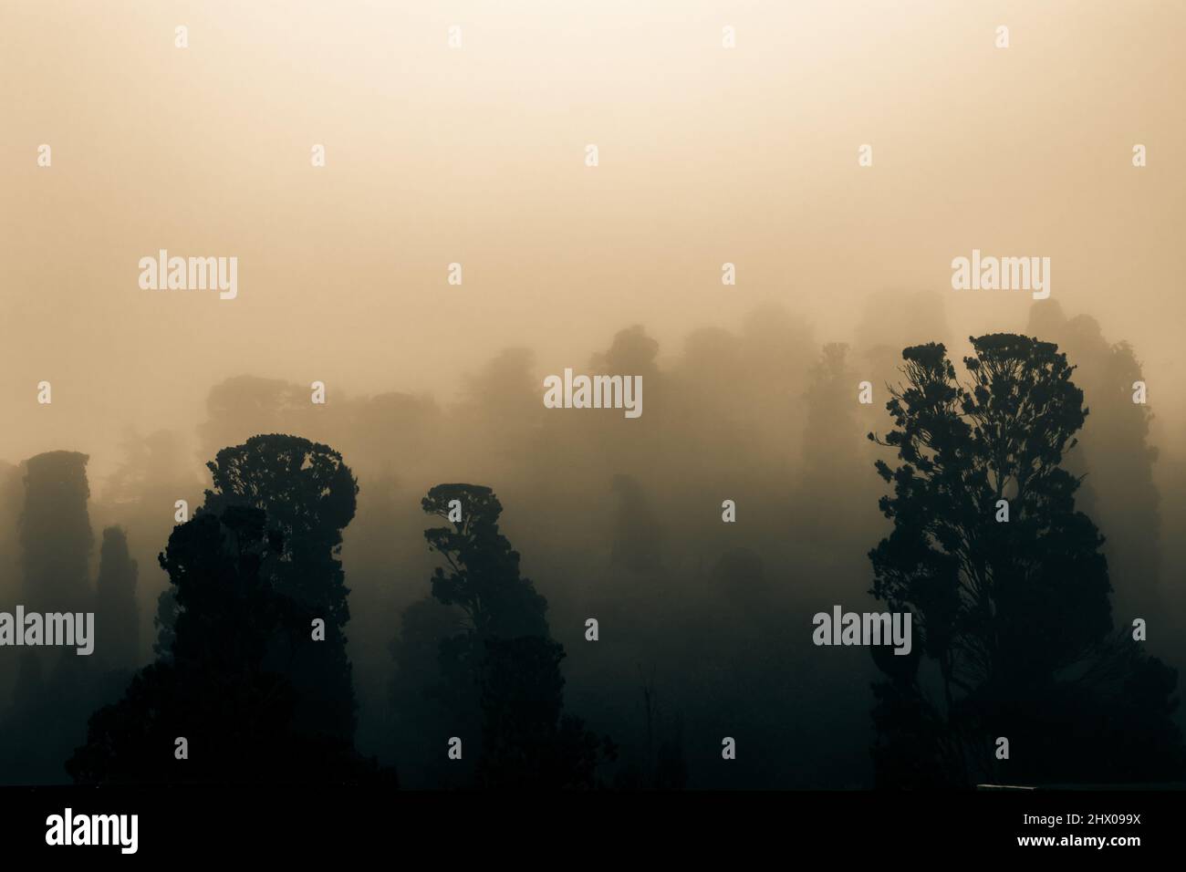 Foggy Forest. Monochrome foggy forest background photo. Spooky concept ...