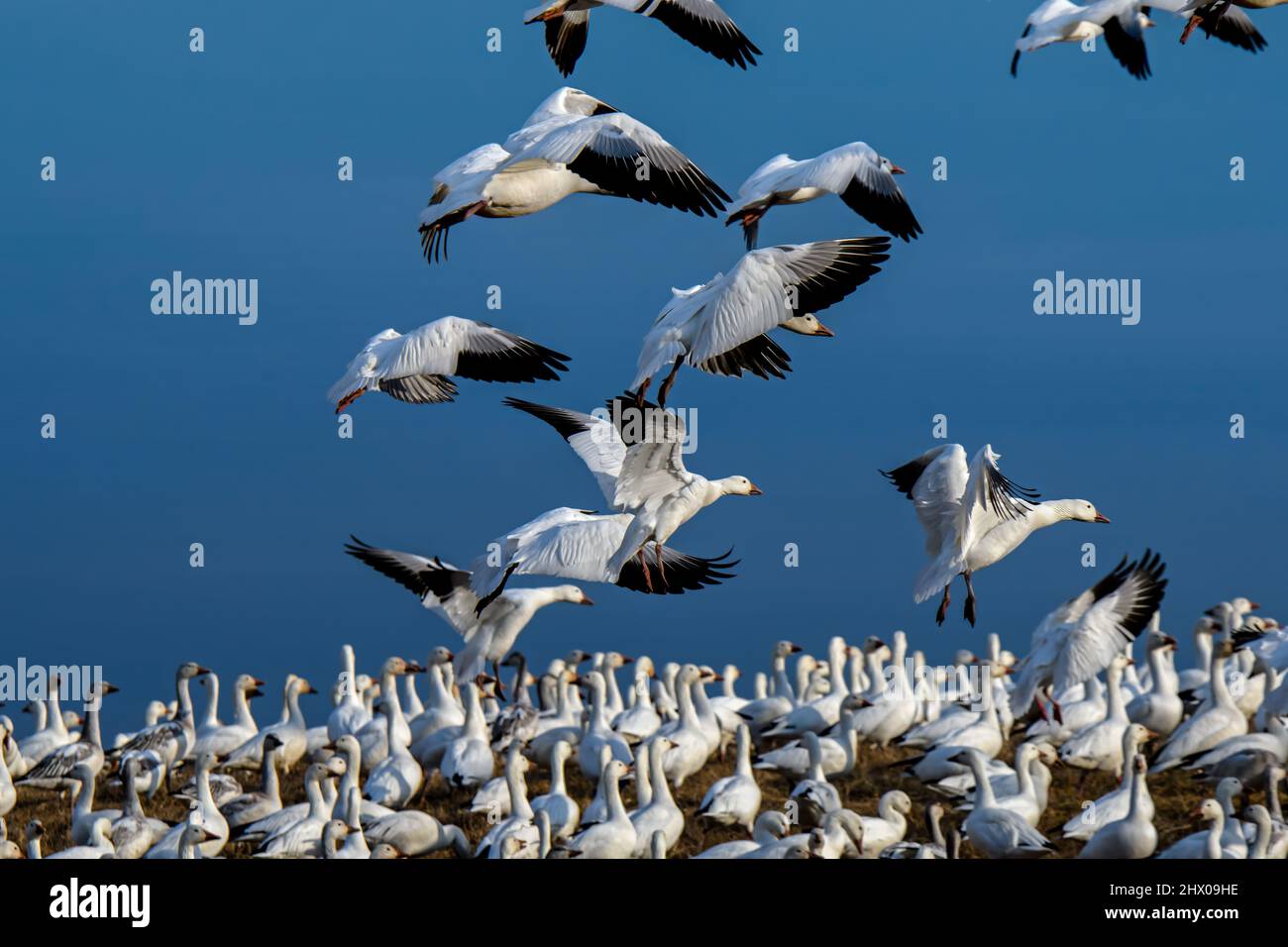 Snow geese landing in a grass field in the late afternoon sun during spring migration at Middle Creek Wildlife Management Area. Stock Photo