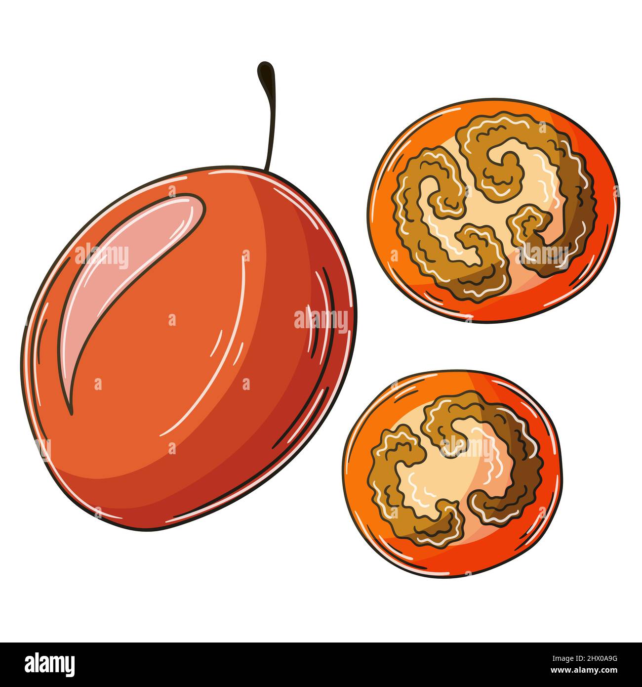 Tamarillo. Set of vector illustrations in hand drawn style. Children's ...