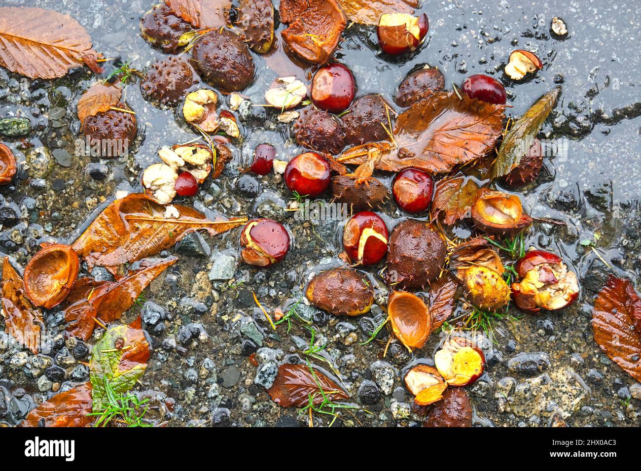 Horse Chestnuts (Aesculus hippo-castanaum) split open on the ground in a puddle of water. Stock Photo