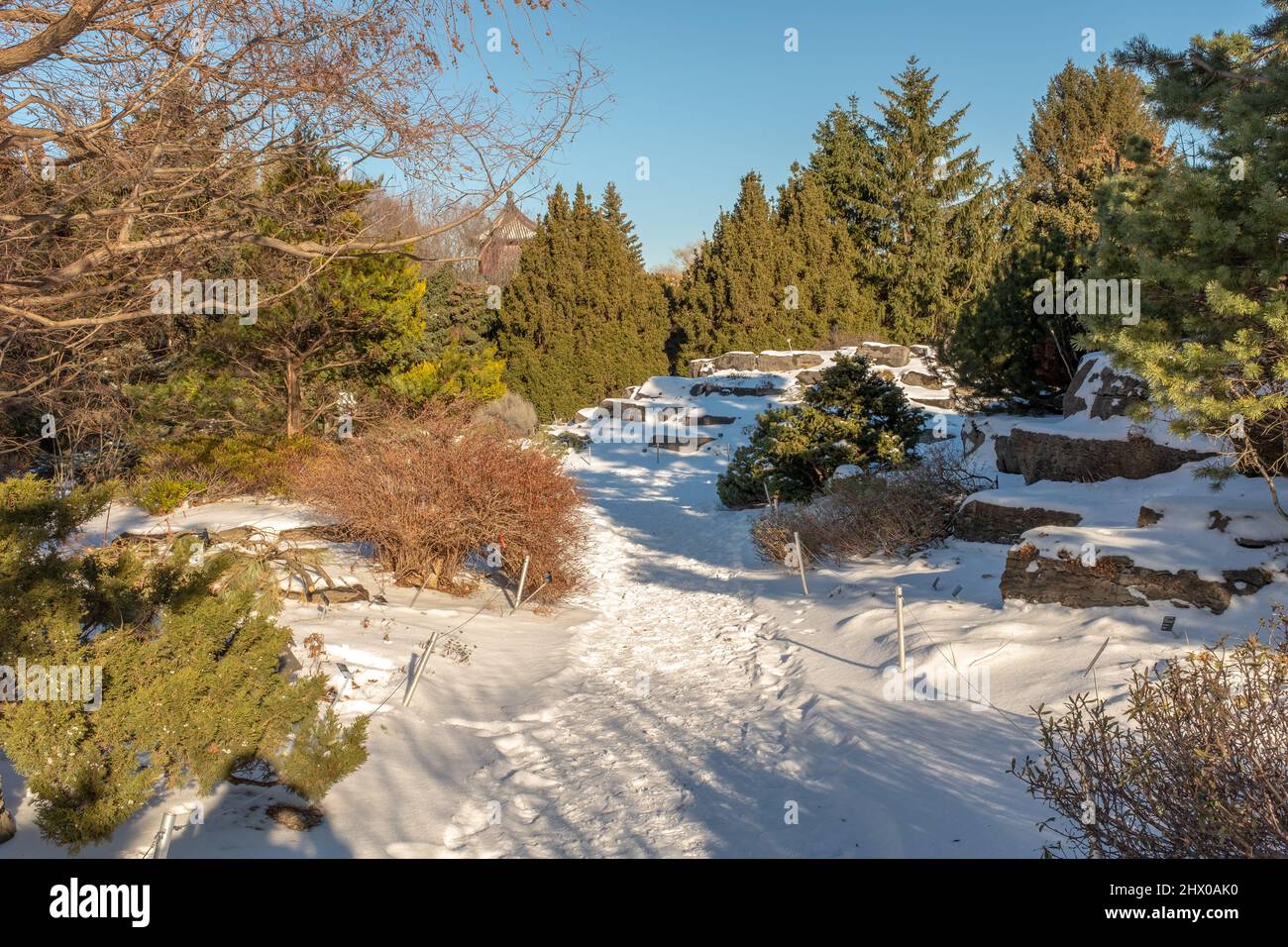A pedestrian path covered with snow bordered with coniferous trees and shrubs at the Montreal's botanical garden, taken on a sunny winter day Stock Photo
