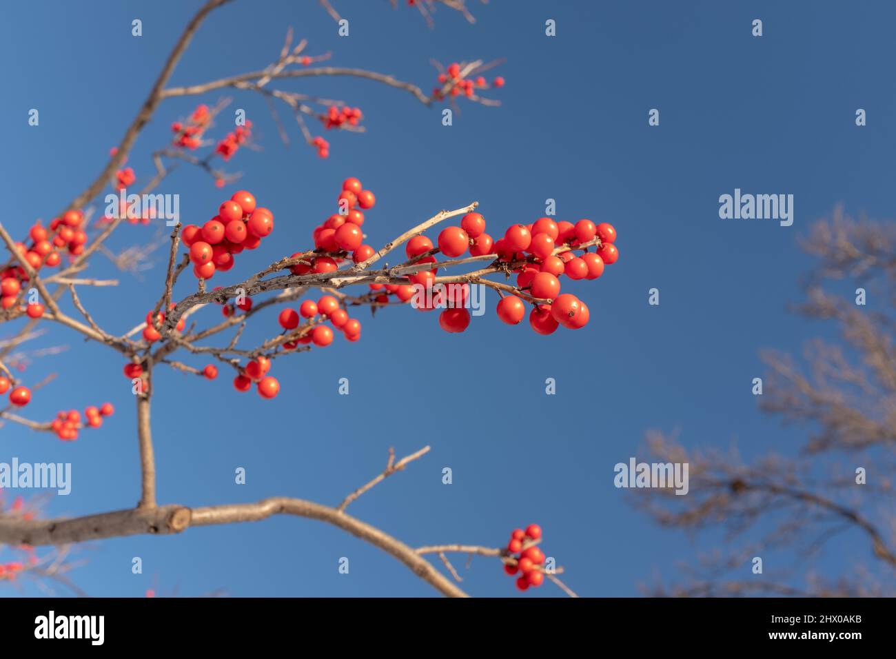 Close-view of the red berry of a winterberry (Ilex) vine taken on a sunny winter day in Montreal, Canada Stock Photo