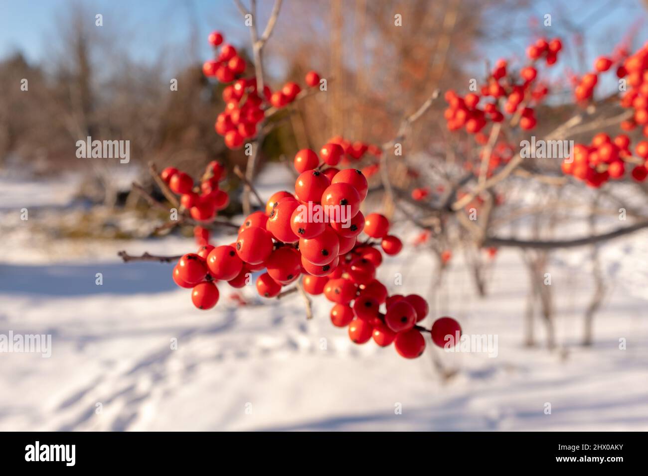 Close-view of the red berry of a winterberry (Ilex) vine taken on a sunny winter day in Montreal, Canada Stock Photo