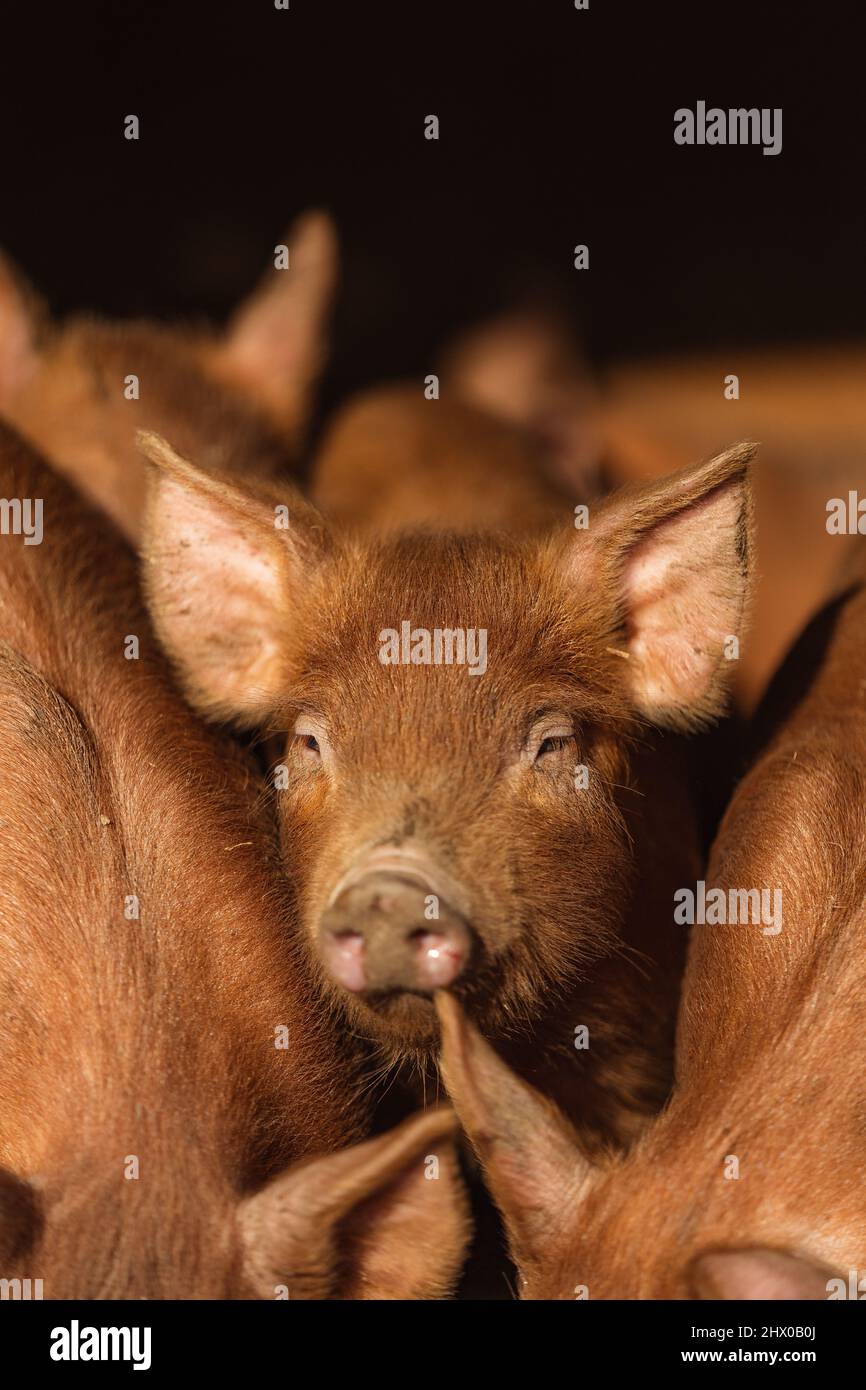 Tamworth Rare Breed Piglet Domestic Pigs on Farm Stock Photo
