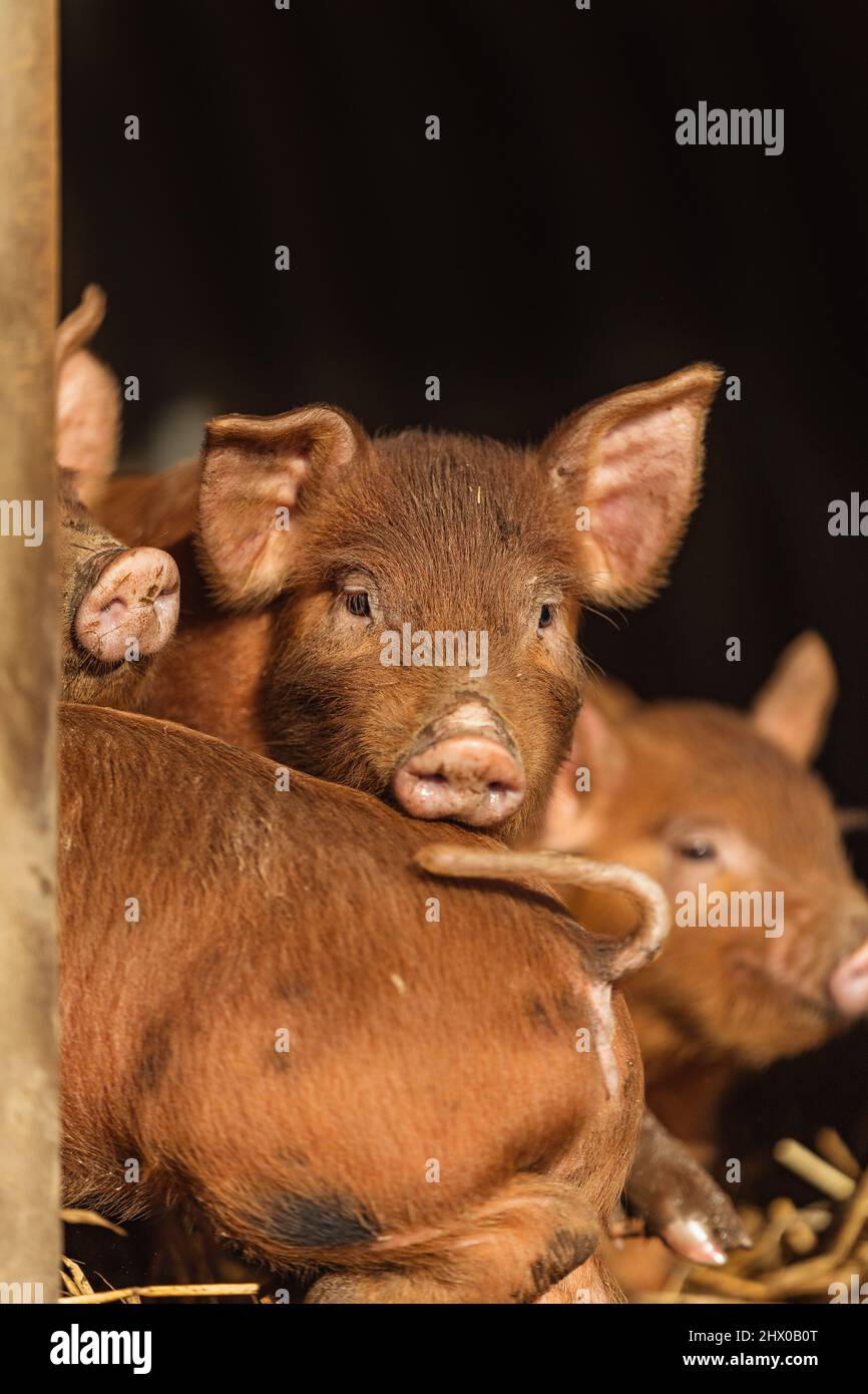 Tamworth Rare Breed Piglet Domestic Pigs on Farm Stock Photo