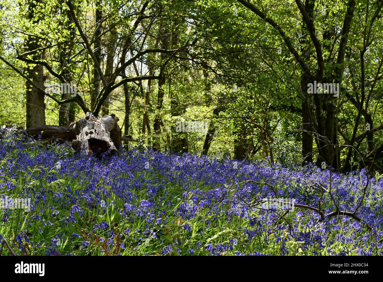 Bluebells around  a rotting tree trunk in the dappled shade of an ancient mixed woodland in Somerset.UK Stock Photo