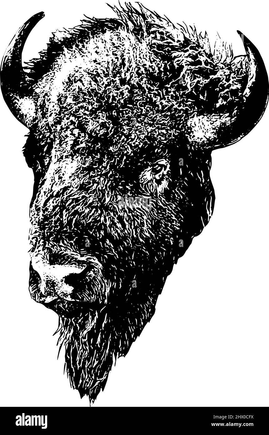 American Bison Head illustration in black on white background Stock Vector