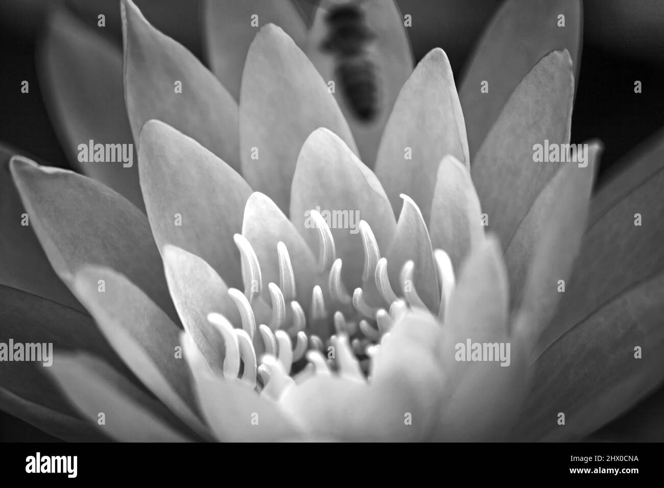 Pond Lily Nymphaea caerulea 15275 Stock Photo