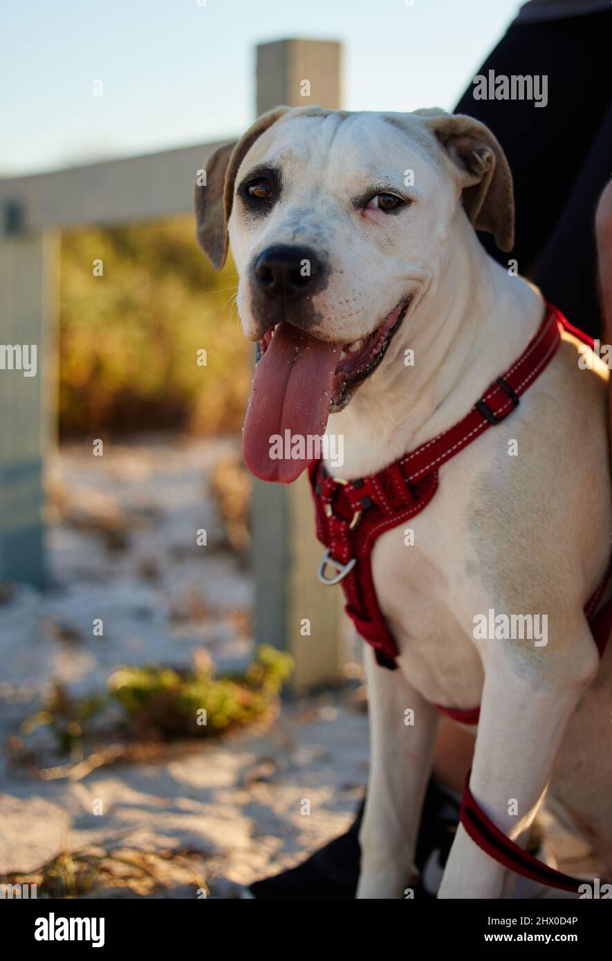 pitbull con treccine