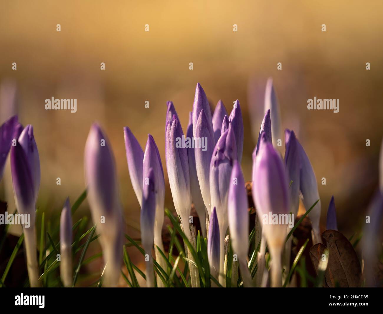 Crocuses closeup at spring in Jena at a sunny day Stock Photo