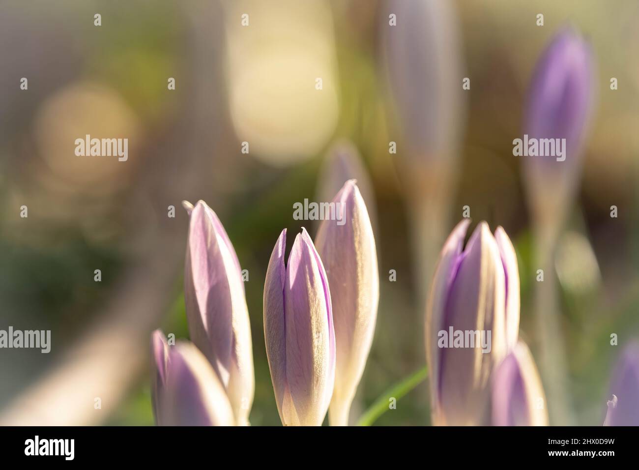 Crocuses closeup at spring in Jena at a sunny day Stock Photo