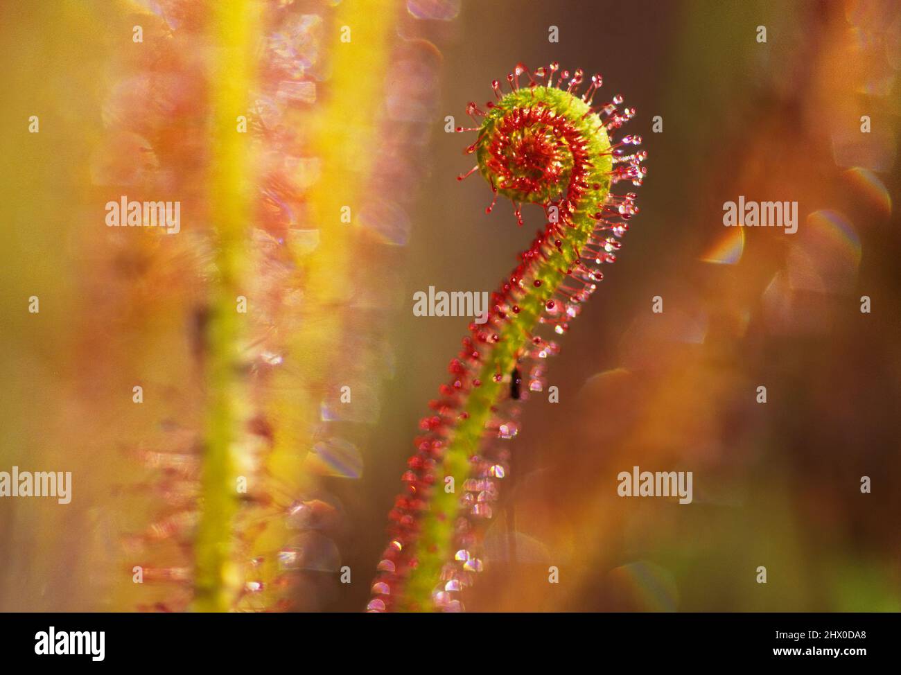 Thread-leaved sundew from Suffolk County Long Island Stock Photo