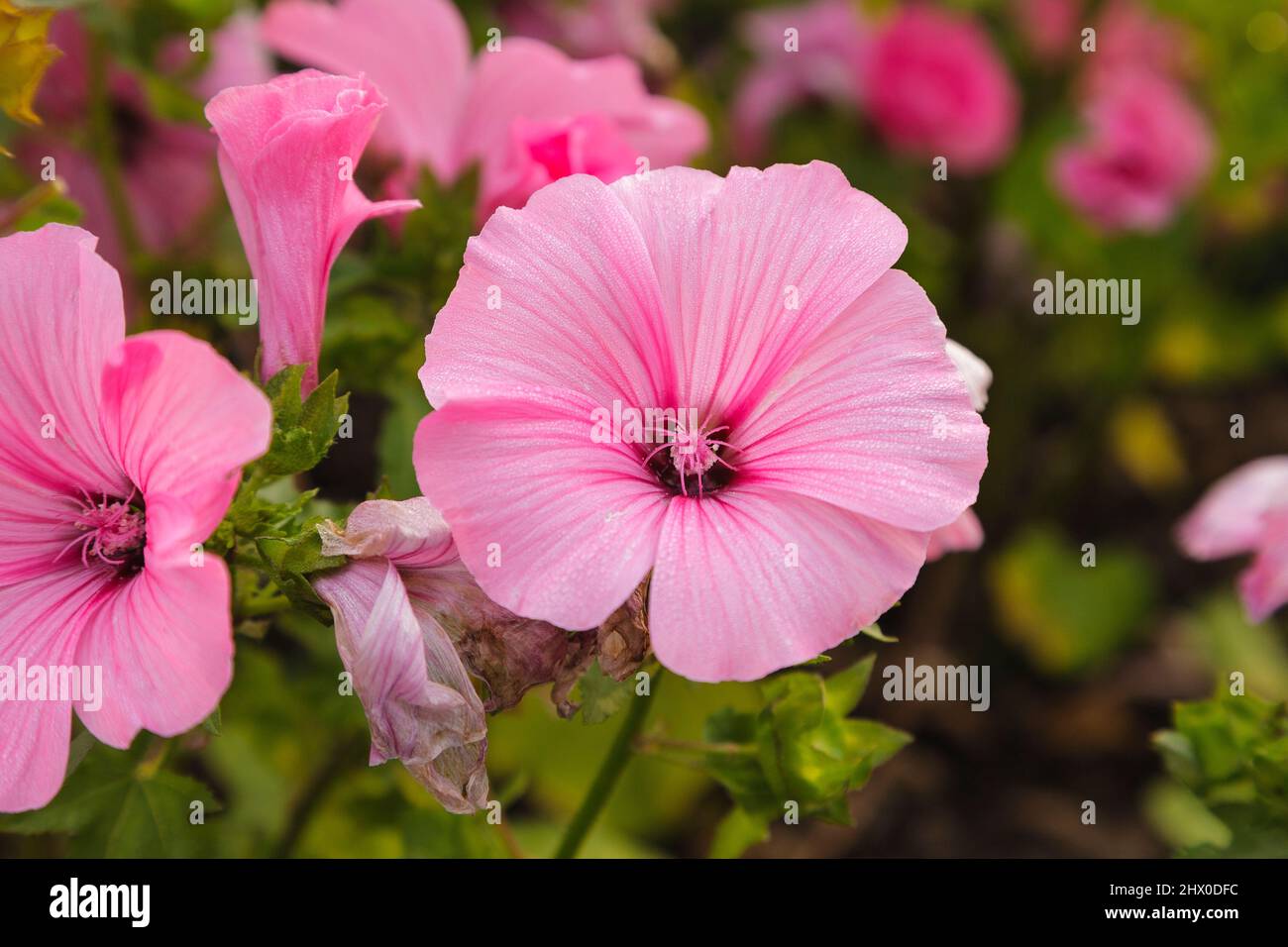 Rose Mallow at Prescott Park in Portsmouth, New Hampshire during the summer months. Stock Photo