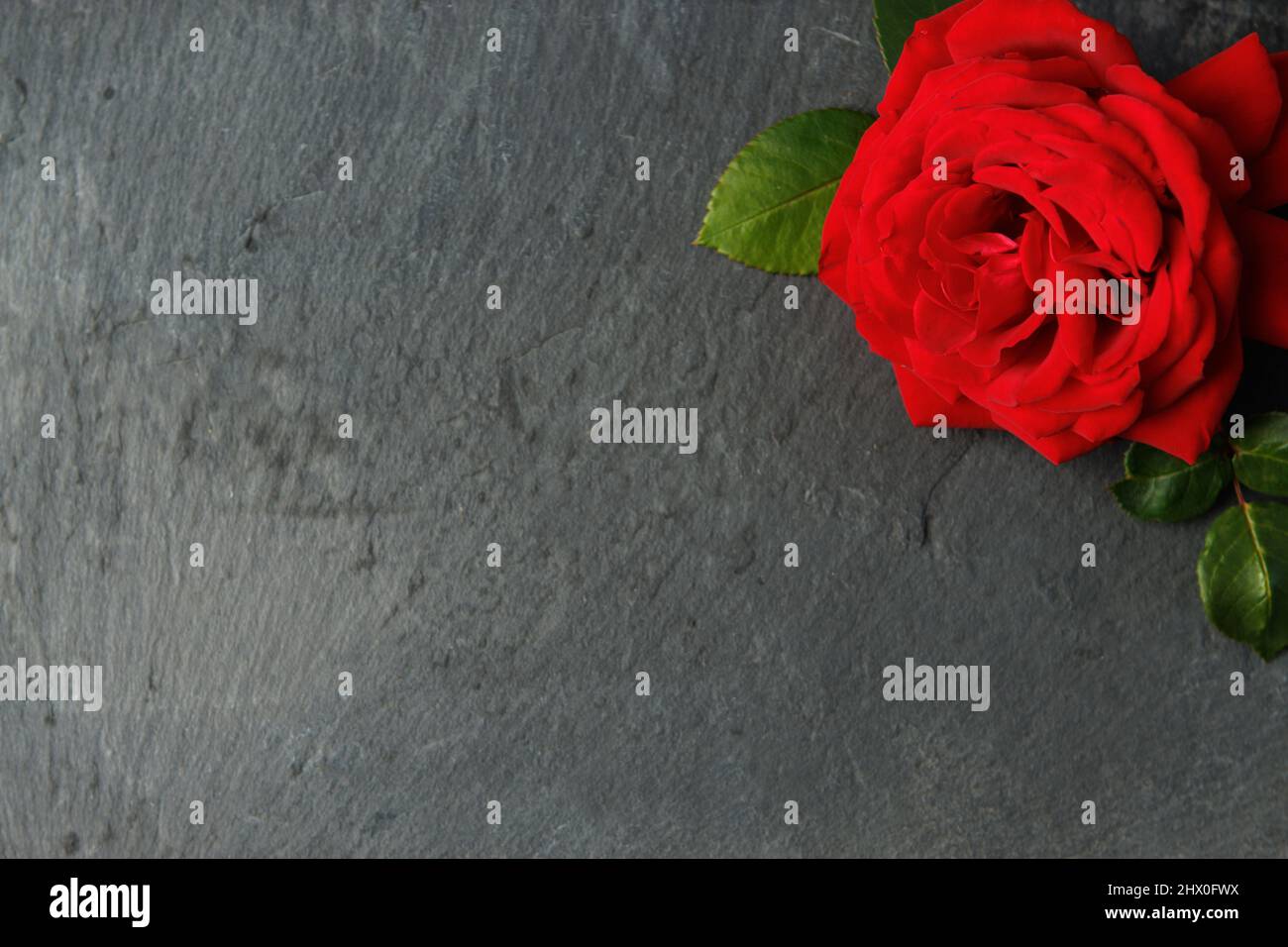 red rose on dark background Stock Photo