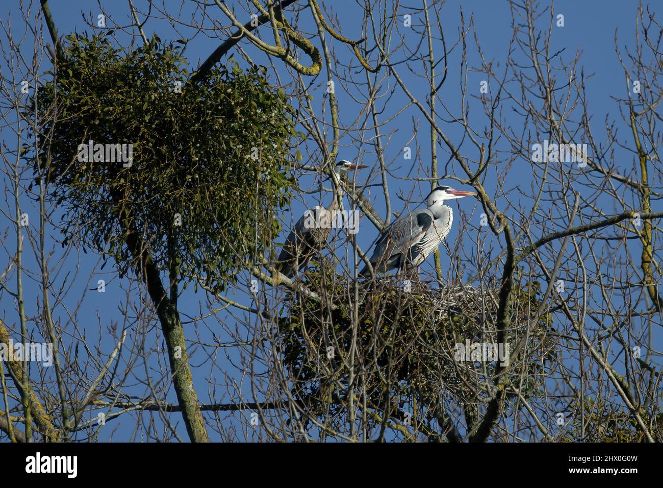 Hérons cendrés dans leur héronnière Stock Photo