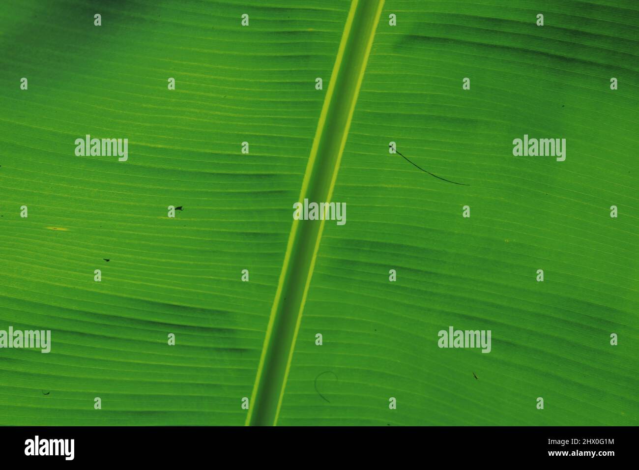 Worlds largest herb hires stock photography and images Alamy