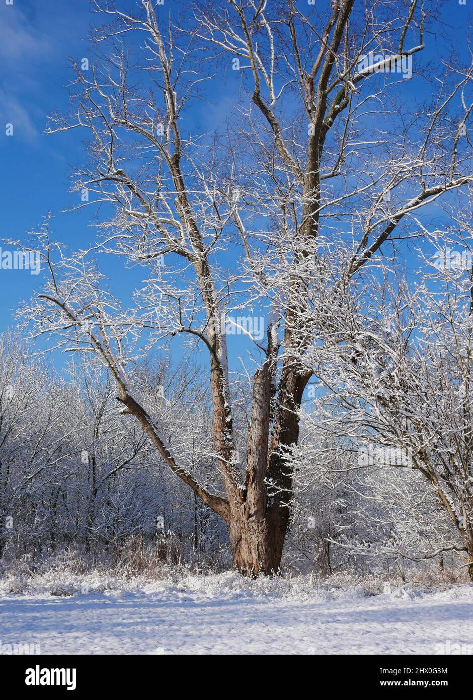 A portrait image of a large tree covered in snow in the morning after a fresh snowfall. Stock Photo
