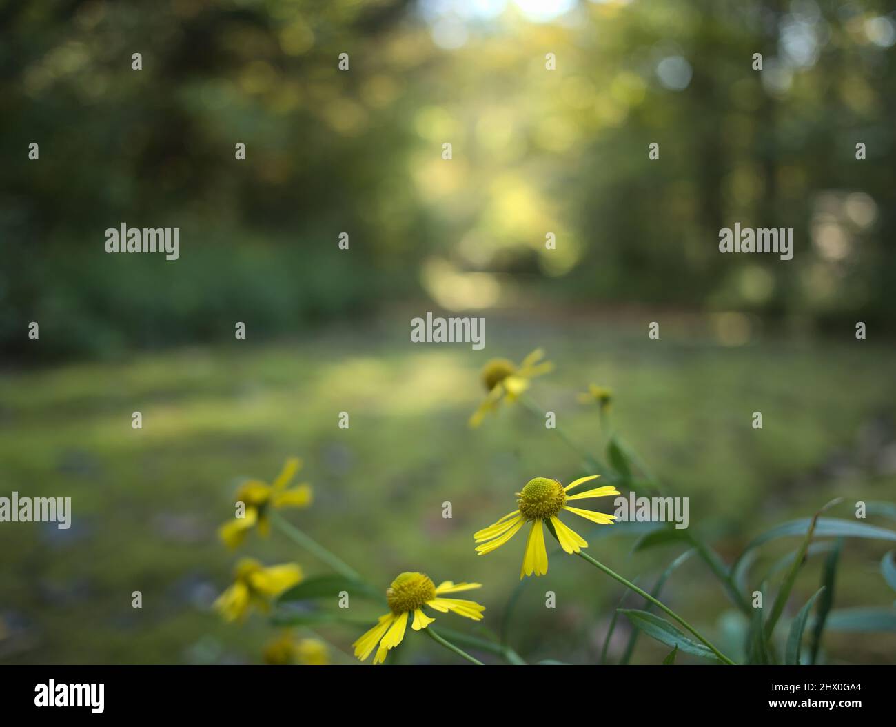 A macro image of a group of sneezeweed wild flowers with a dry, moss covered creek in the background. Stock Photo