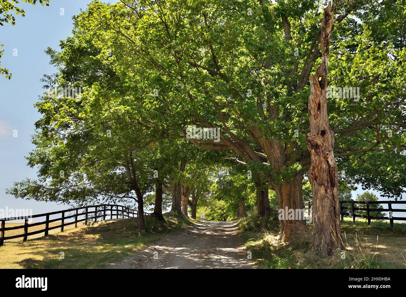 Idyllic Summer Scene with a Dirt Road Running Through Green Pastures Lined with Giant Maple Trees Stock Photo