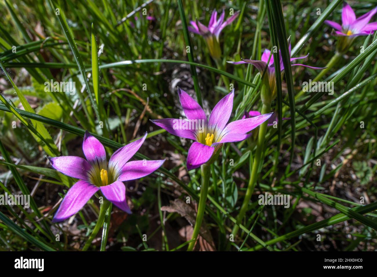 Rosy Sandcrocus (Romulea rosea) an introduced flower from Africa blooms in Sonoma county near Santa Rosa, California. Stock Photo
