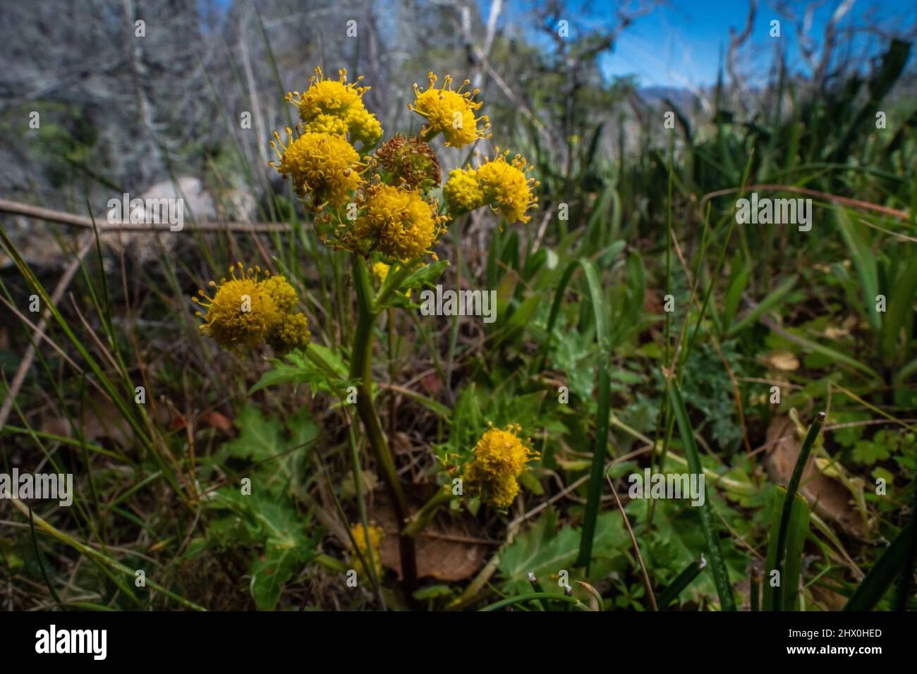 Pacific sanicle (Sanicula crassicaulis) a perennial herb from an oak woodland in Sonoma county, Northern California, USA. Stock Photo