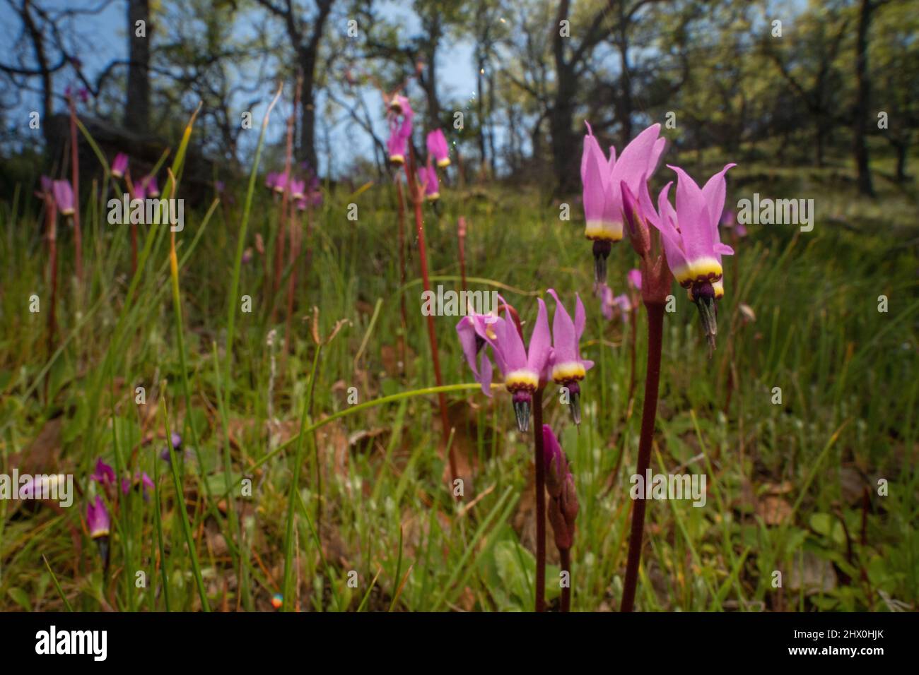 Henderson's shooting star (Dodecatheon hendersonii) a pretty wildflower growing in an oak savannah in Sonoma county, Northern California, USA. Stock Photo