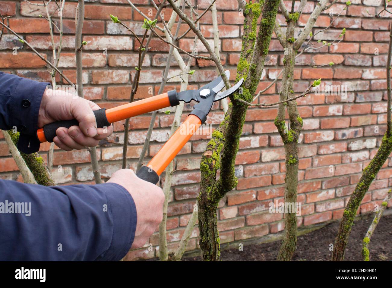 Gardening work in the spring. In the spring, a man manually cuts the branches of a tree in the garden with a pruner. Garden care. Stock Photo