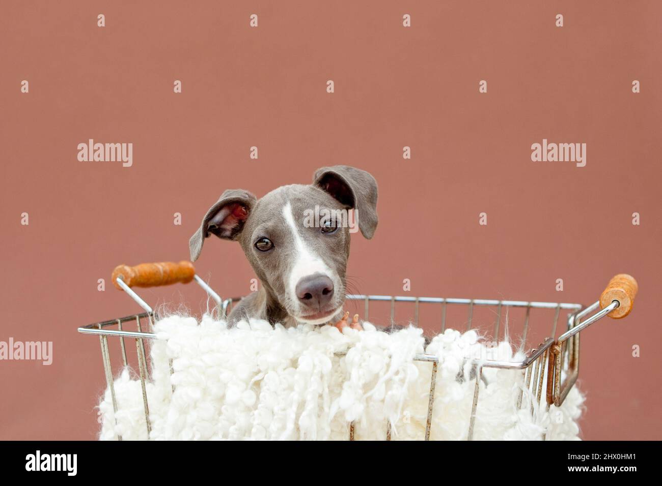 Italian greyhound puppy in studio Stock Photo