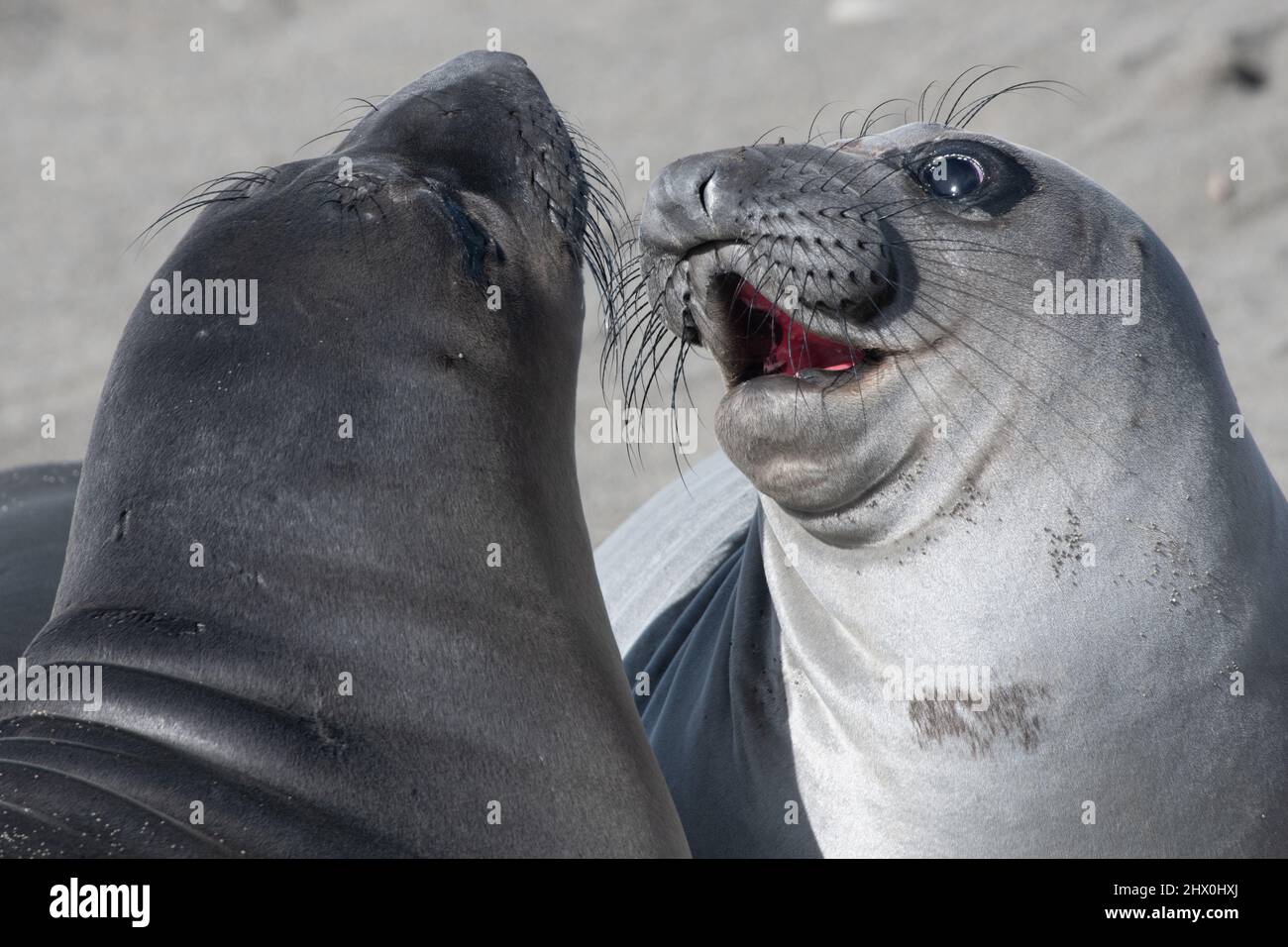 Two northern elephant seal (Mirounga angustirostris) pups fighting, good practice for when they are older and must compete over beach space. Stock Photo