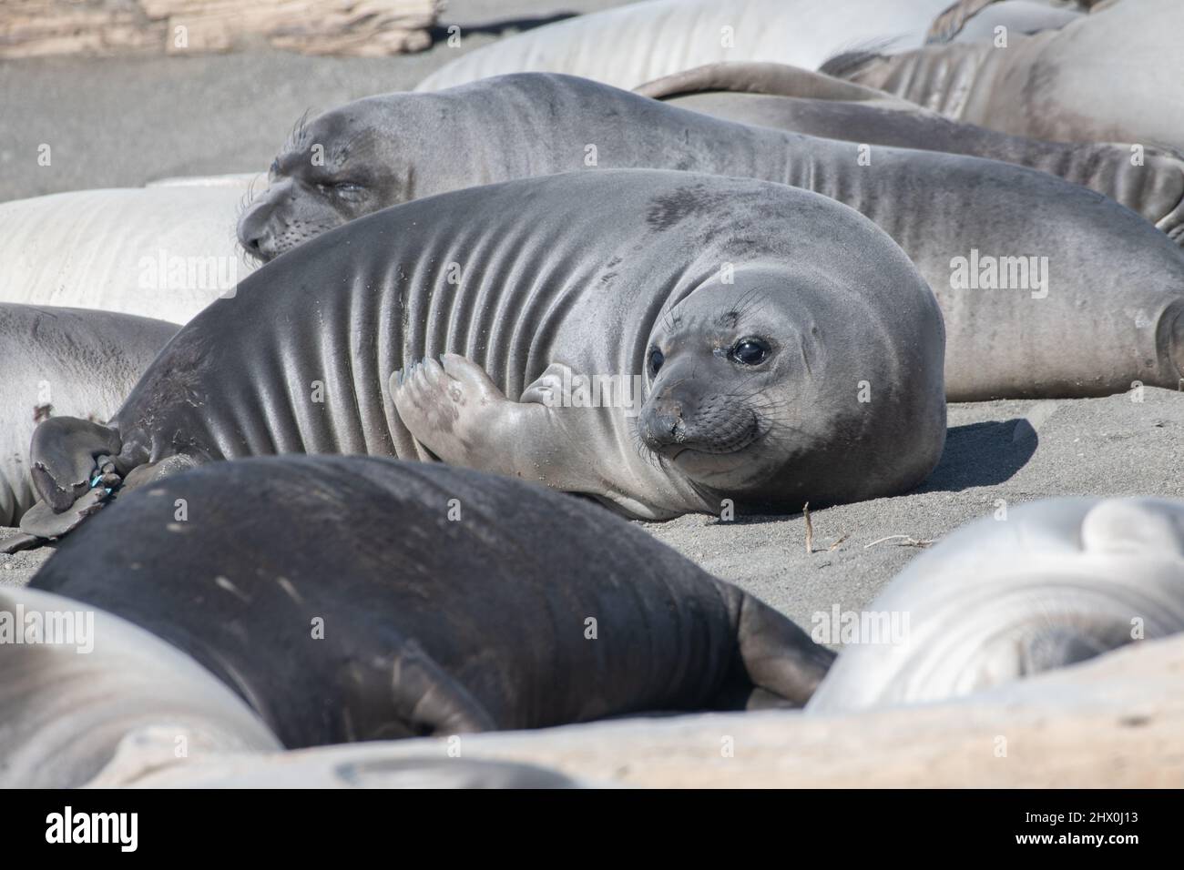Young northern elephant seals (Mirounga angustirostris), weaned pups shortly after their mother left relax on the beach in Northern California. Stock Photo
