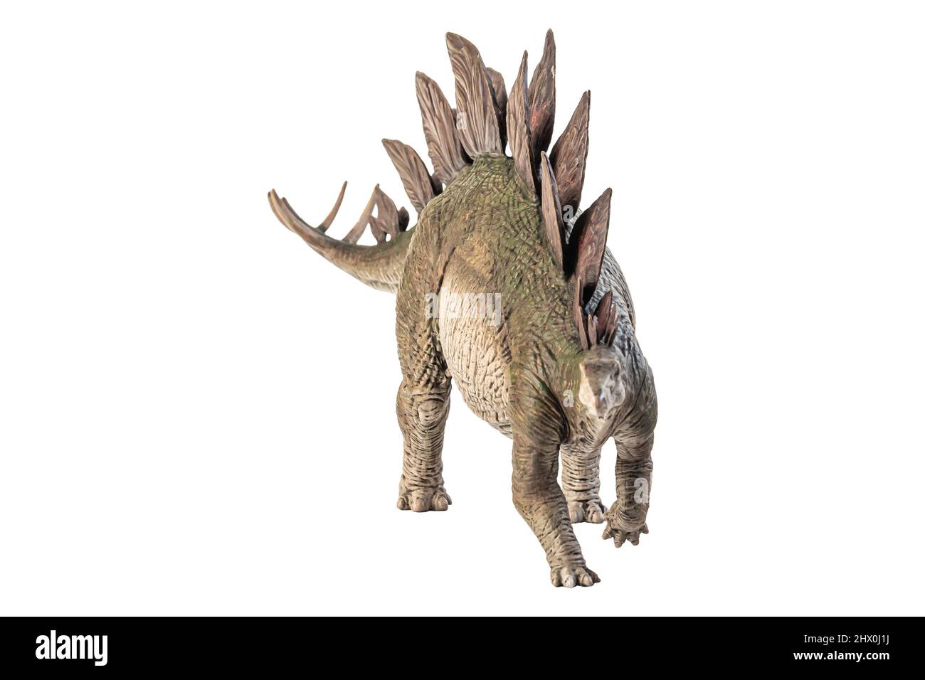 Stegosaurus Dinosaur on white background Stock Photo - Alamy