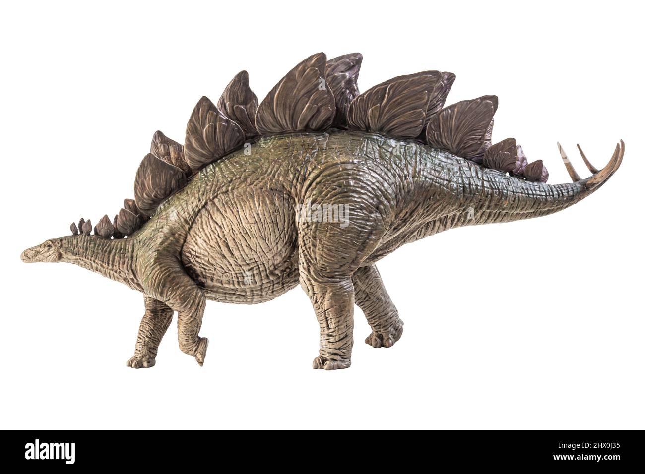 Stegosaurus Dinosaur on white background Stock Photo - Alamy