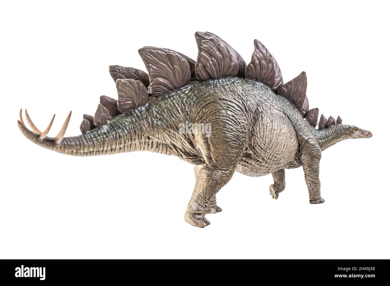 Stegosaurus Dinosaur on white background Stock Photo - Alamy