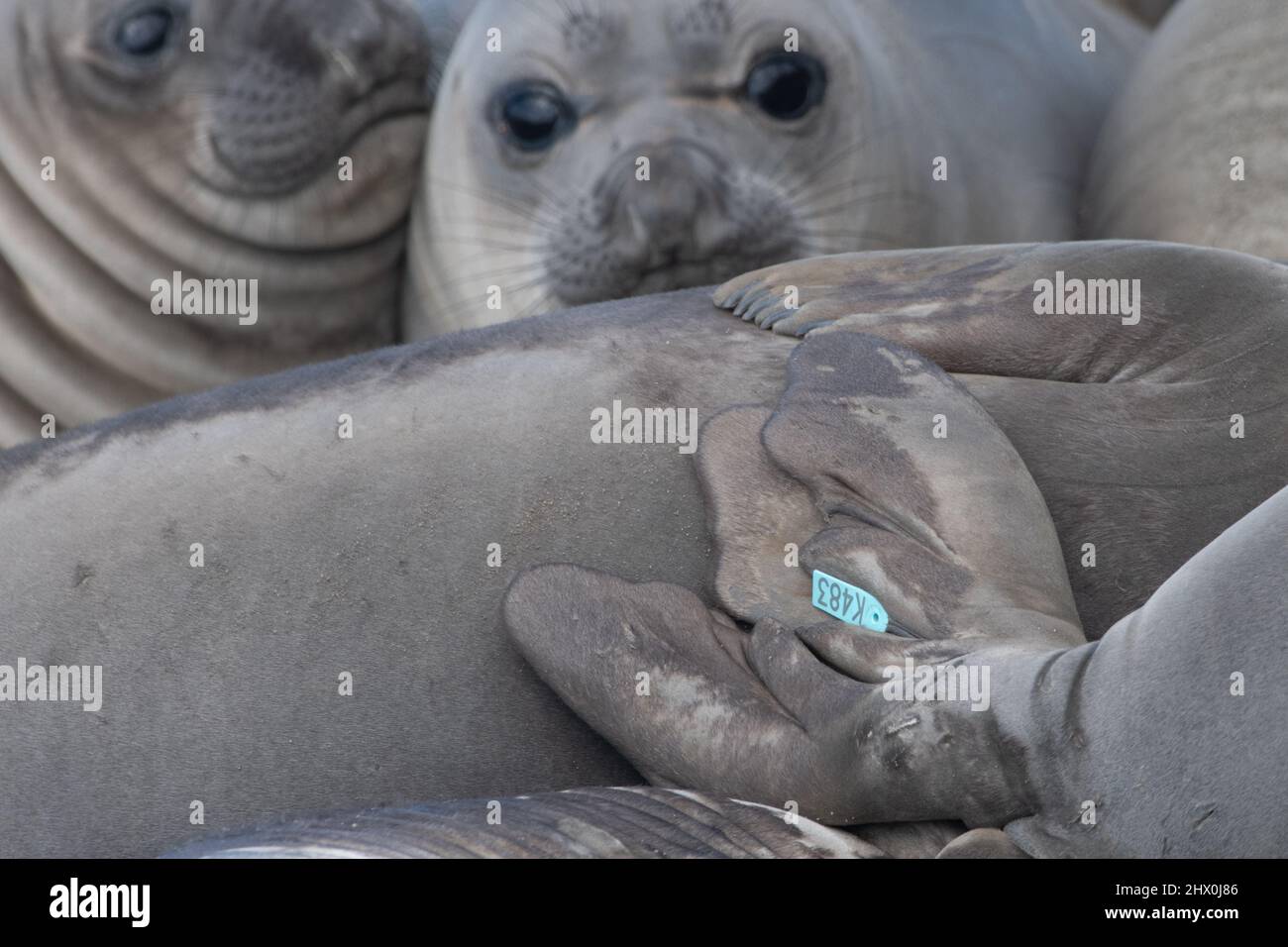 The back flipper of a young northern elephant seal (Mirounga angustirostris) pup is marked with a plastic tag for research purposes. Stock Photo
