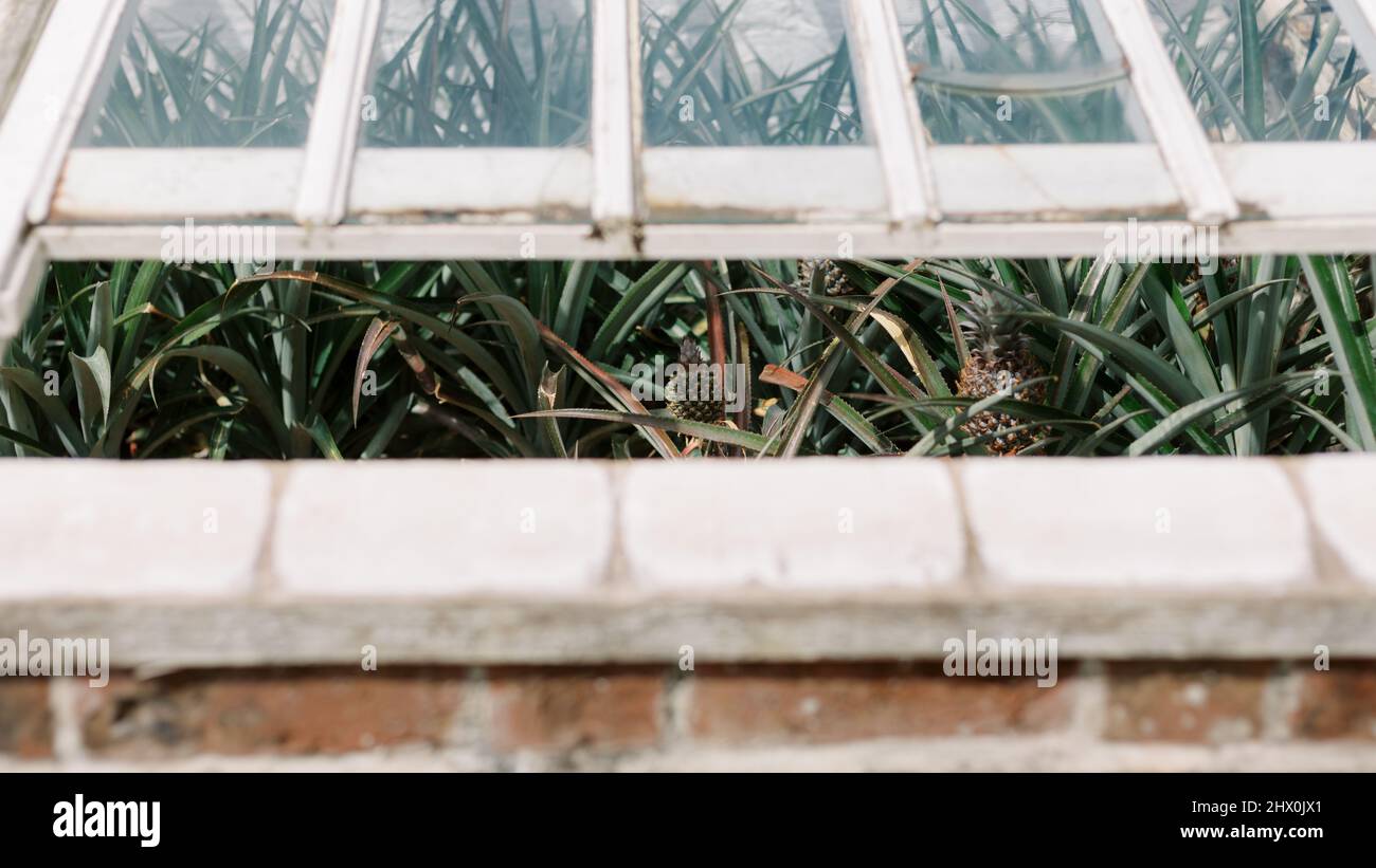 Pineapple fruit plant in greenhouse, Lost Gardens of Heligan, Cornwall, England, UK Stock Photo