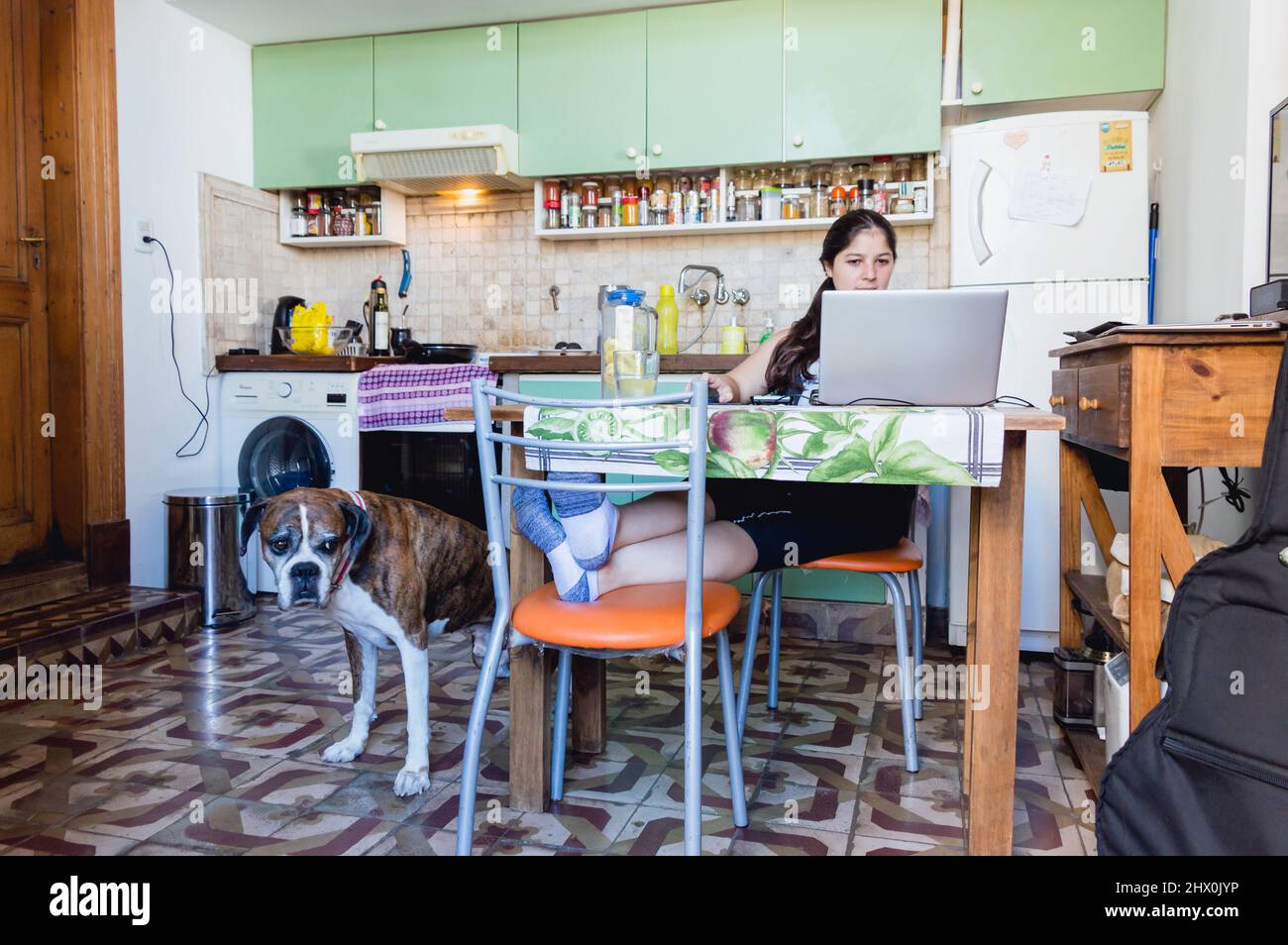 front view of young caucasian venezuelan woman in the kitchen of her house sitting working on the laptop and her boxer dog standing next to her Stock Photo