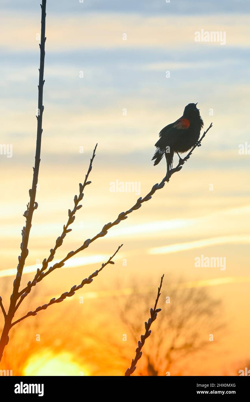 Red Winged Blackbird on willow at sunrise Stock Photo