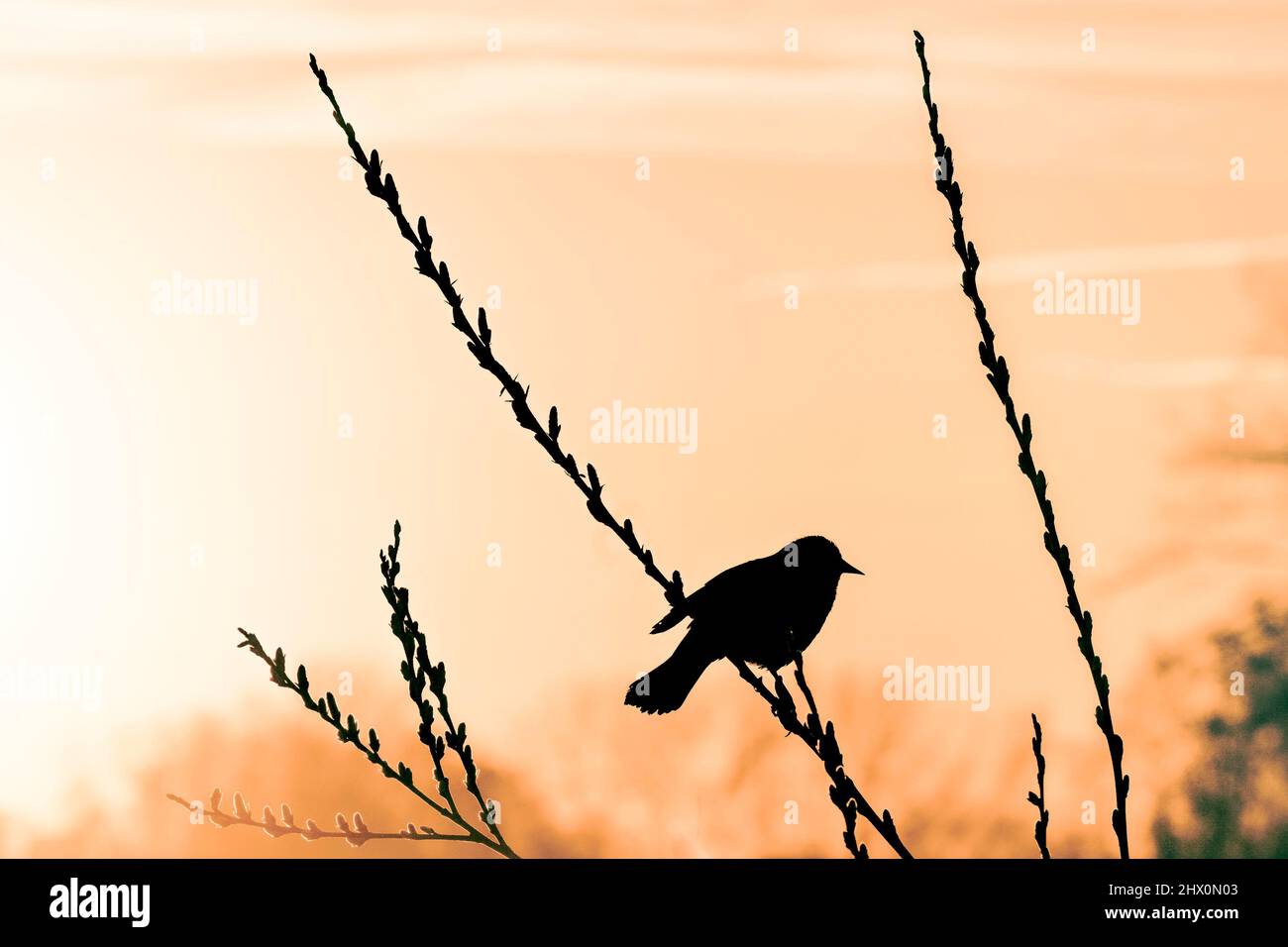 Blackbird on willow at sunrise Stock Photo