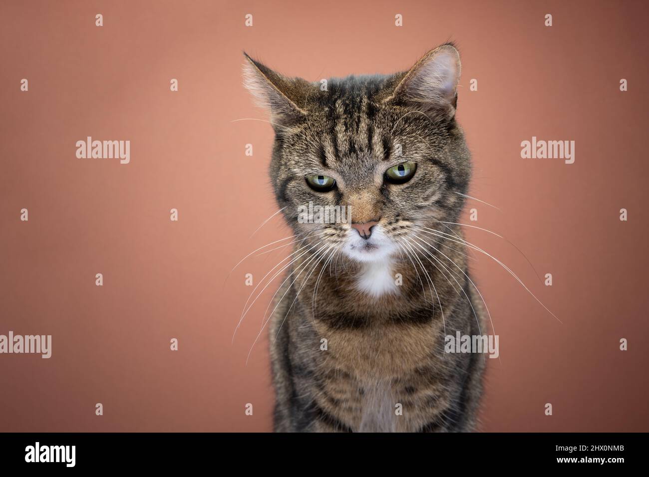 tabby cat looking down thoughtful portrait on brown background with copy space Stock Photo